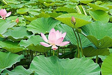 传《鬼灭之刃：火神血风谭》10月14日正式发售 售价不菲